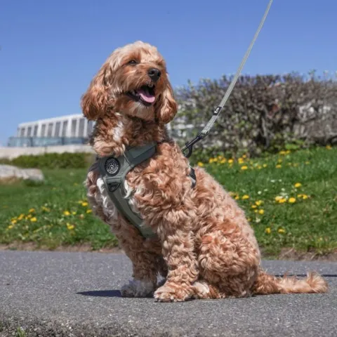 Ollipet for wagging tails | Airflex hundesele Forrest Green