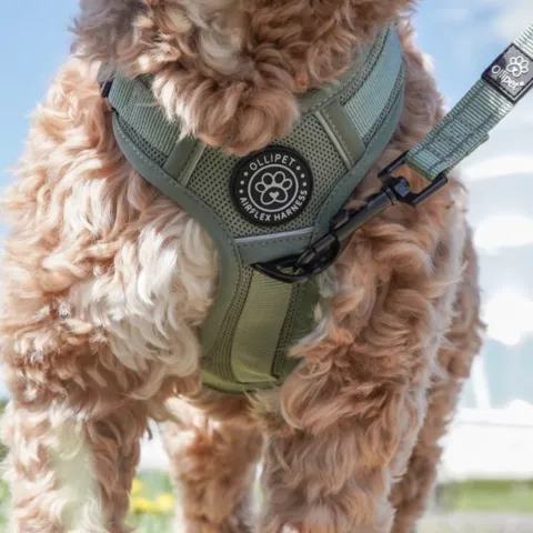 Ollipet hundesele med antitræk funktion