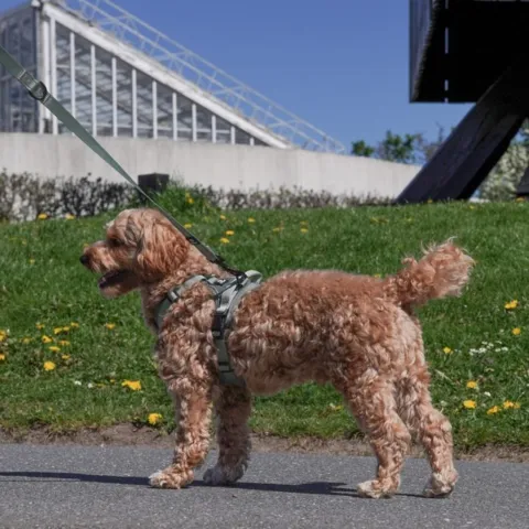 Ollipet for wagging tails | Airflex hundesele Forrest Green