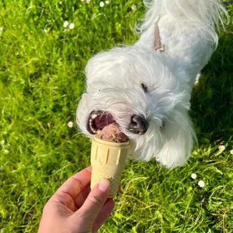 Isform til hjemmelavet hundeis