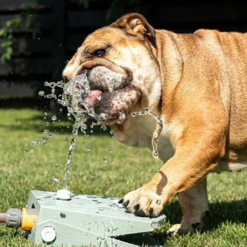 Hund drikker fra CoolPets Splash Water Fountain med selvaktiverende pedal