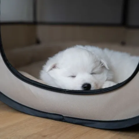 Ollipet Hvalpegård giver ro og hygge til hvalpene