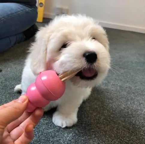 KONG Puppy Small| hvalpelegetøj