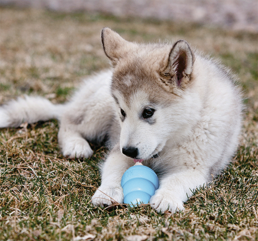 KONG Puppy Small| hvalpelegetøj