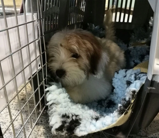 Skudo hundetransportbur fra Iata | billede fra en kunde