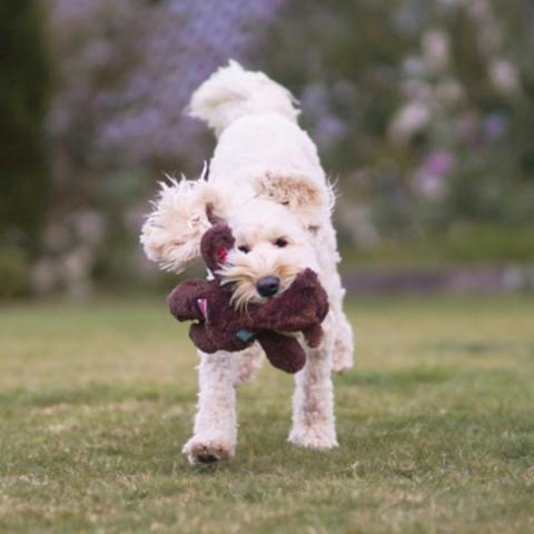 KONG Wild Knots Bears | Bamse med reb