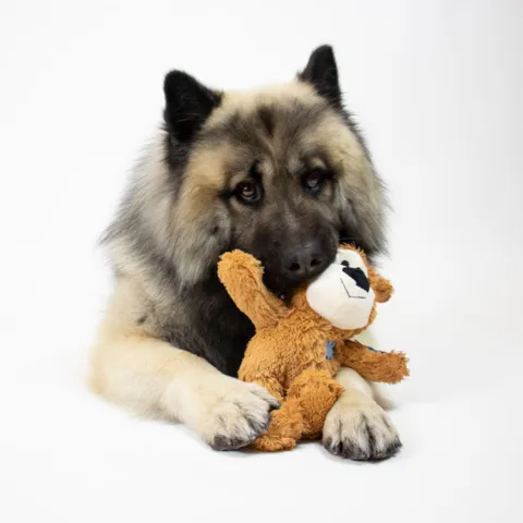 Kong Wild knots bear