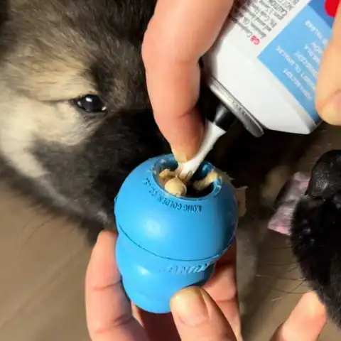 Kong Stuff'n lever pasta til hvalpe fyldes her i en KONG Puppy Hvalpelegetøj