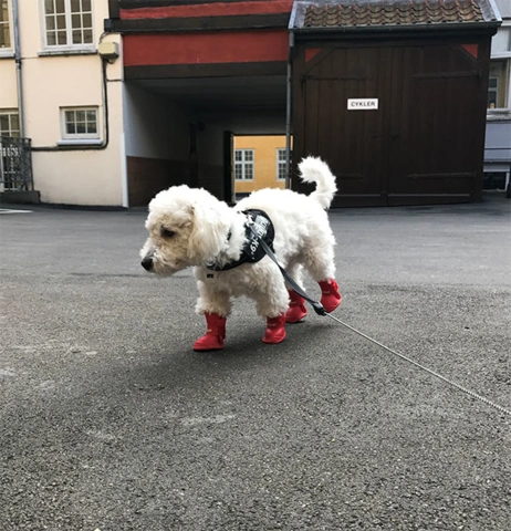Hunde gummistøvle  | Str L
