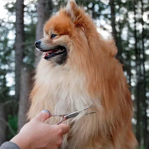 Ollipet Exclusive groomingsaks 5,5"