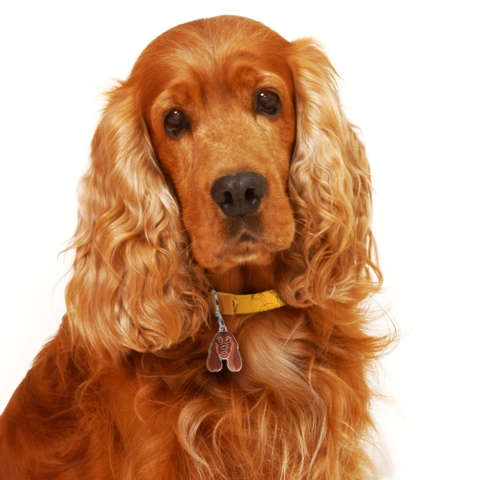 My Family | Hundetegn Cocker Spaniel | Red