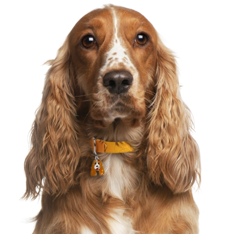 My Family | Hundetegn Cocker Spaniel | Hvid/Orange