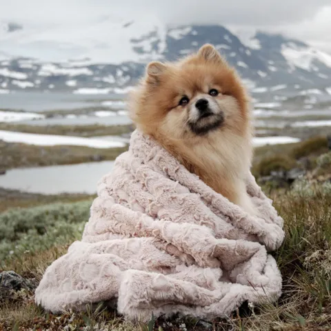 Trixie Cosy hundetæppe