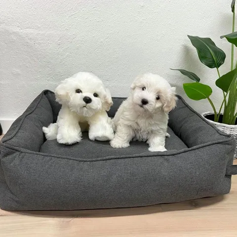 Coton de Tulear /Bichon Frise bamse/Ollie