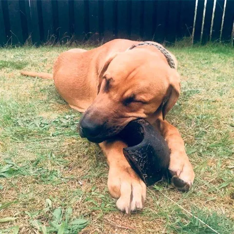 Buffalo Horn 