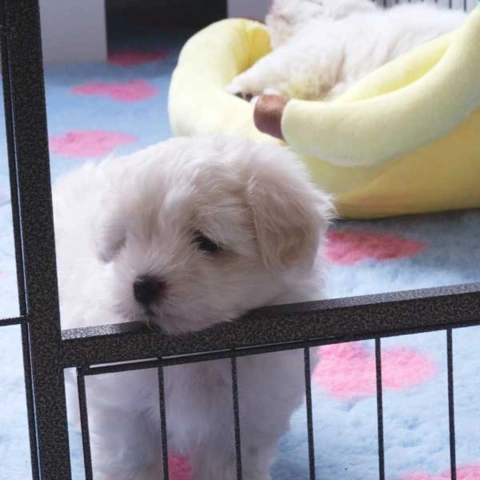 Ollipet hvalpegård i kraftig hammerlak | coton de tulear hvalp | højde ved åben låge