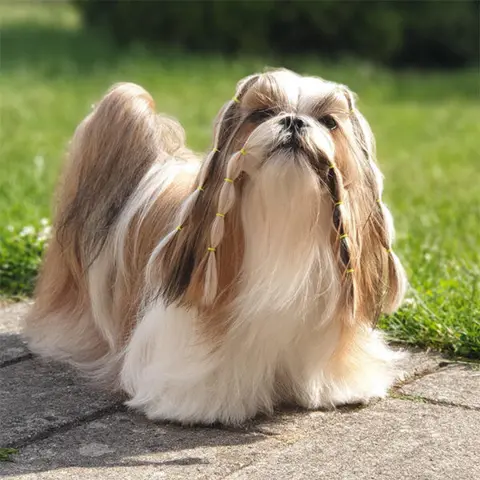 Lainee Wrap elastik | Shih Tzu Neva