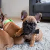 Elegant Butterfly til hunde