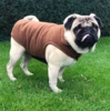 Fleecedækken til hunde | Brun