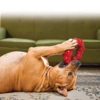 KONG Ring