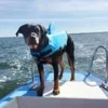 Svømmevest til store hunde