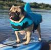 Sjov Hajredningsvest til hunde