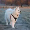 True Love Step in sele | Sort/Pink | Samoyed Aya