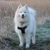 True Love Step in sele | Sort/Pink | Samoyed Aya