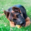 Kalveklov er den perfekte aktivering af din hund