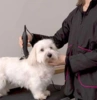 Ollipet Groomingjakke med lange ærmer