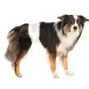 Ble til hanhunde | Trixie