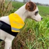 Ollipet Hold afstand Tak bandana