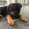 shæferhundehvalp med tandbørste