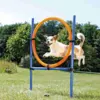 Trixie Agility Ring
