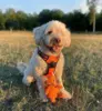 True Love Explosion Proof | Manse en glad kunde → labradoodle