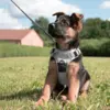 True Love Explosion Proof | Hundesele → Str Small til Schæferhvalp 9 uger