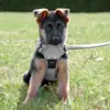True Love Explosion Proof | Hundesele → Str Small til Schæferhvalp 9 uger