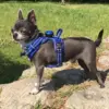 True Love Explosion Proof | Hundesele → Chihuahua. str XS