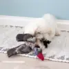 Gåsen Nils | Coton de Tulear Sally