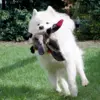 Gåsen Nils | Samoyed Aya