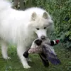 Gåsen Nils | Samoyed Aya