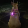 Ollipet DogBlink Safety LED I Pink på hundesele så man kan se hunden i mørket