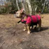 Redningsvest | små hunde | Lyserød | Tulle i str. Large | Tulle vejer knap 15 kg