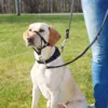 Top Trainer Snudesele