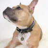 Batman halsbånd | I brug på hund