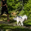 Non-Stop Dogwear Freemotion Harness
