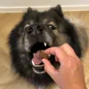Eurasier spiser knasende Carnilove godbid