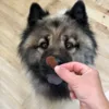 Eurasier spiser knasende hundekiks
