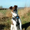 Ollipet Doumm Air mesh Step-In sele I Karlo har en str. XL