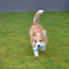 Dog toothbrush activity stick